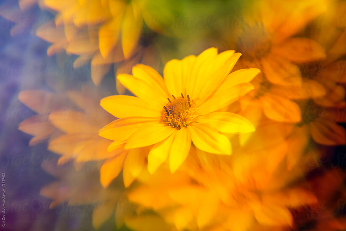 Yellow daisies photographed through prism