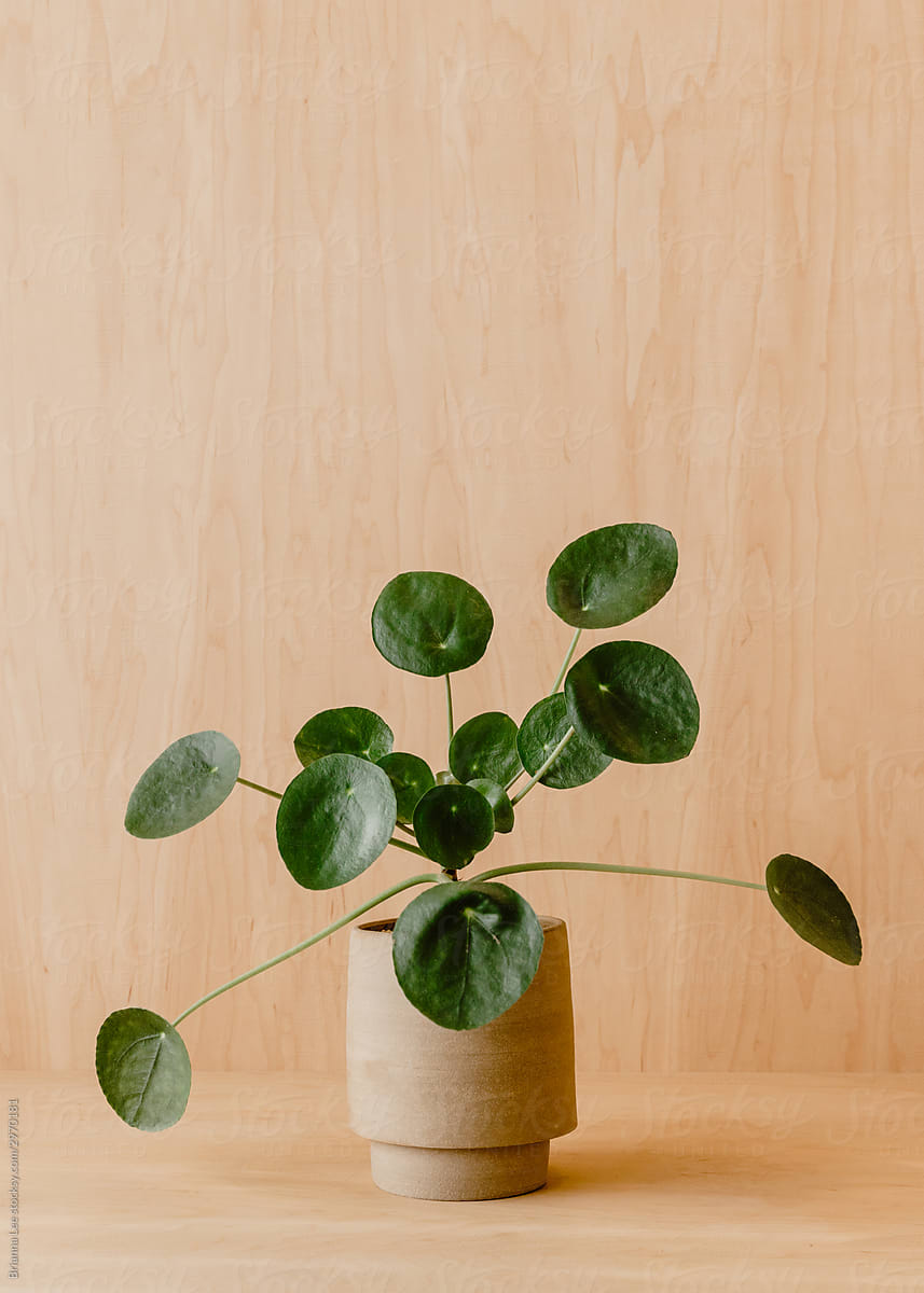 small plant on a wood shelf