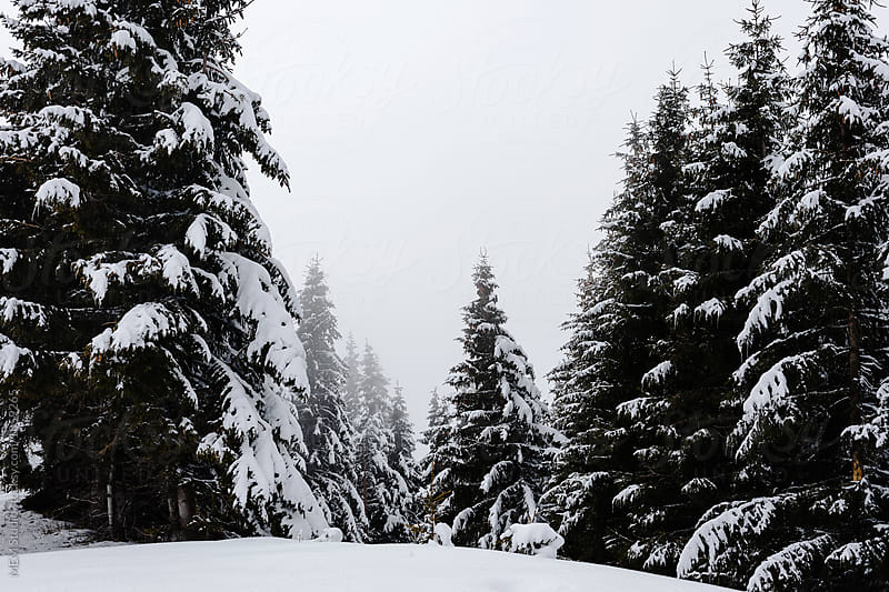 Coniferous trees covered with snow