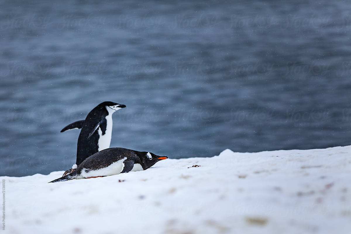 Penguins Of Two Species Meet