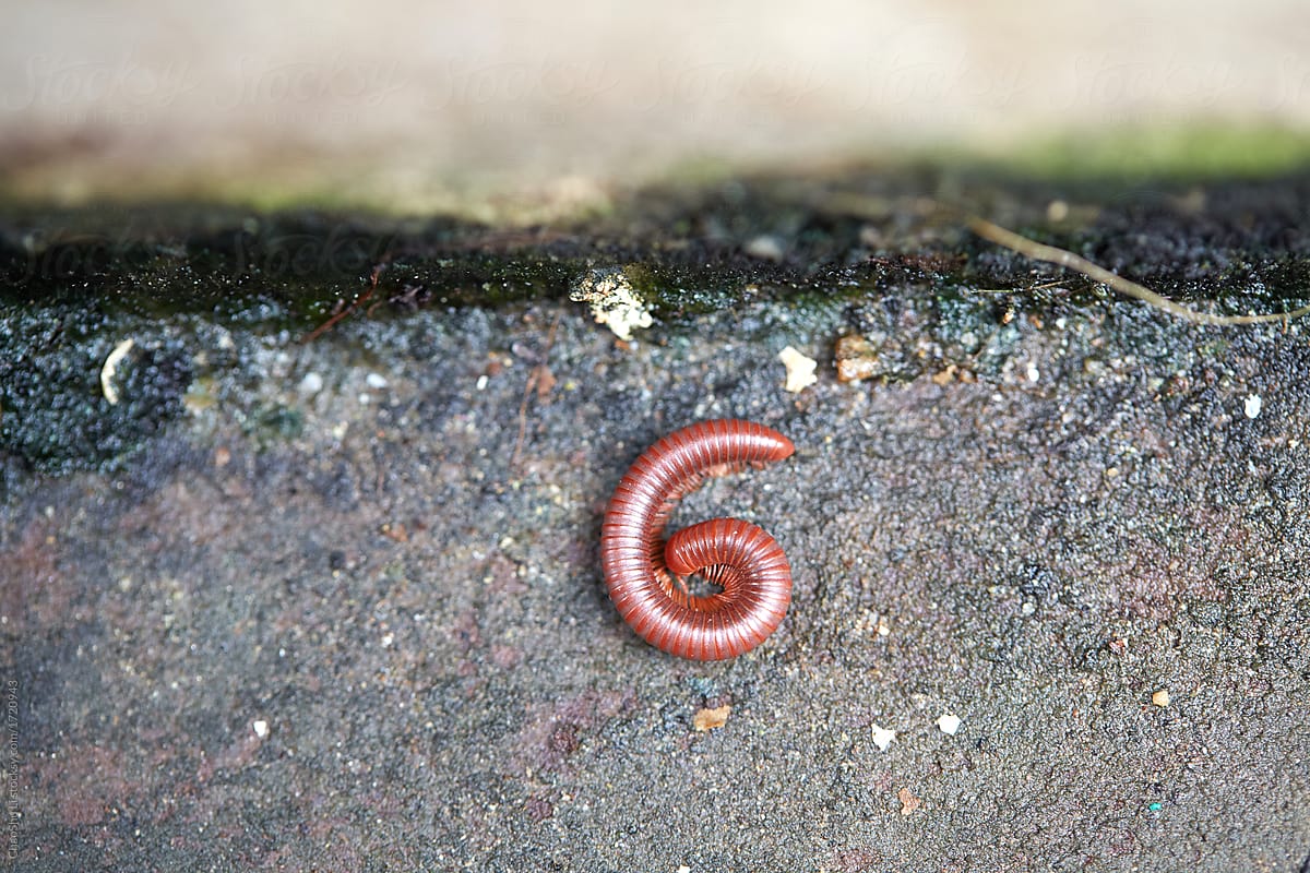 Insects, the shape of the number 6