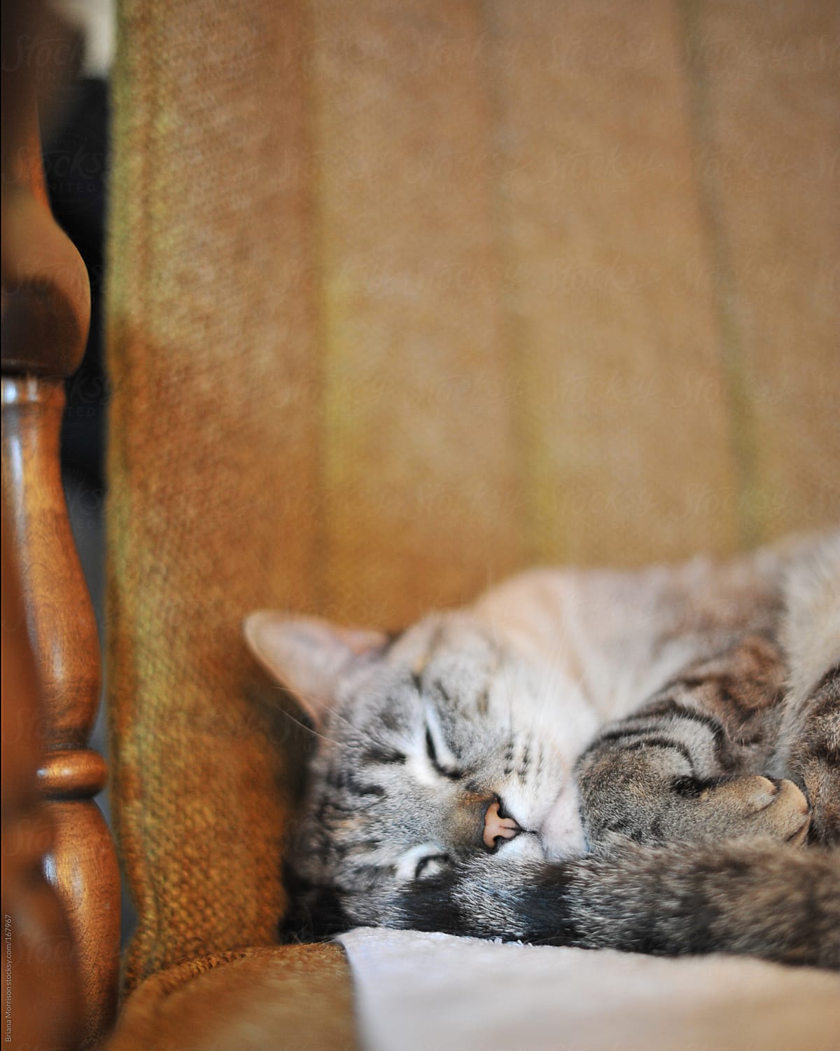 Sleeping Cat on a Brown Chair