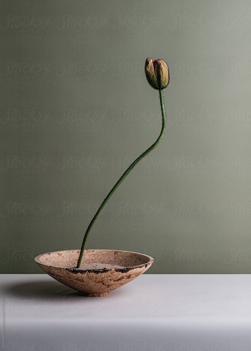 Single poppy in wood vase