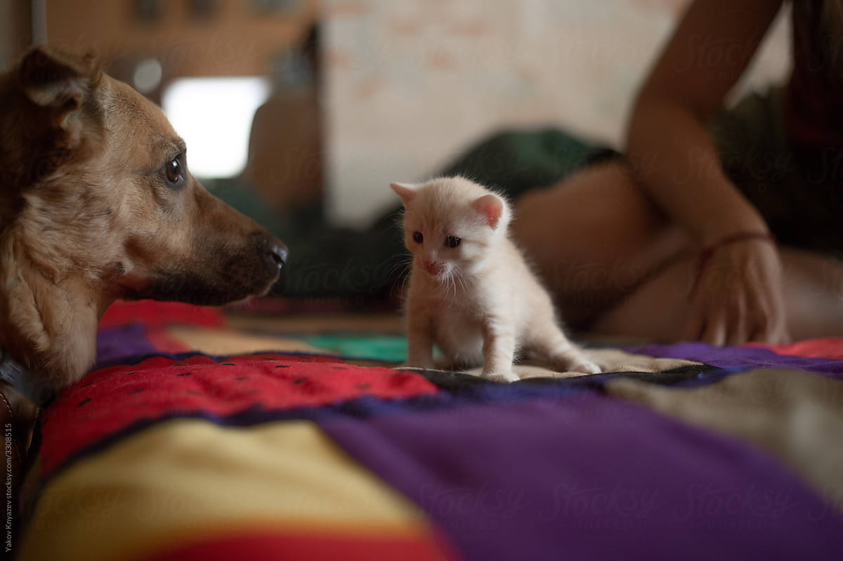 dog meets small kitty