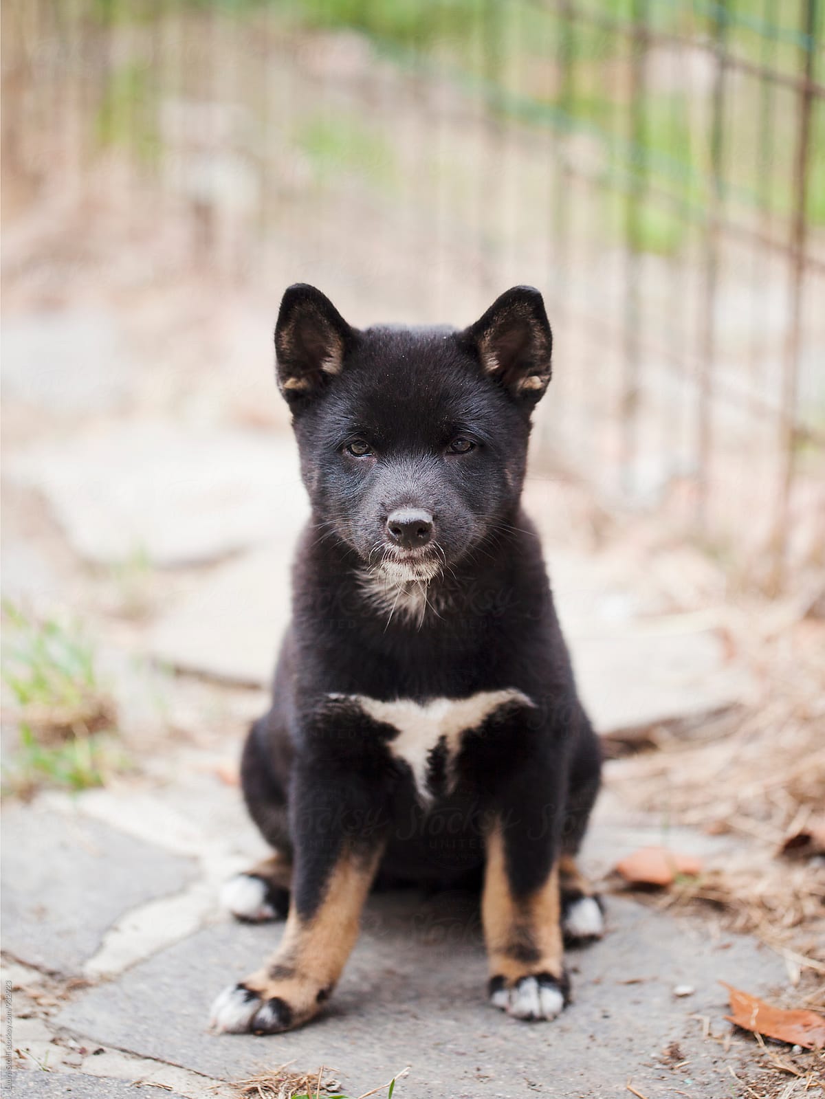 Adorable Shiba Inu puppy sits in garden and looks straight at the camera