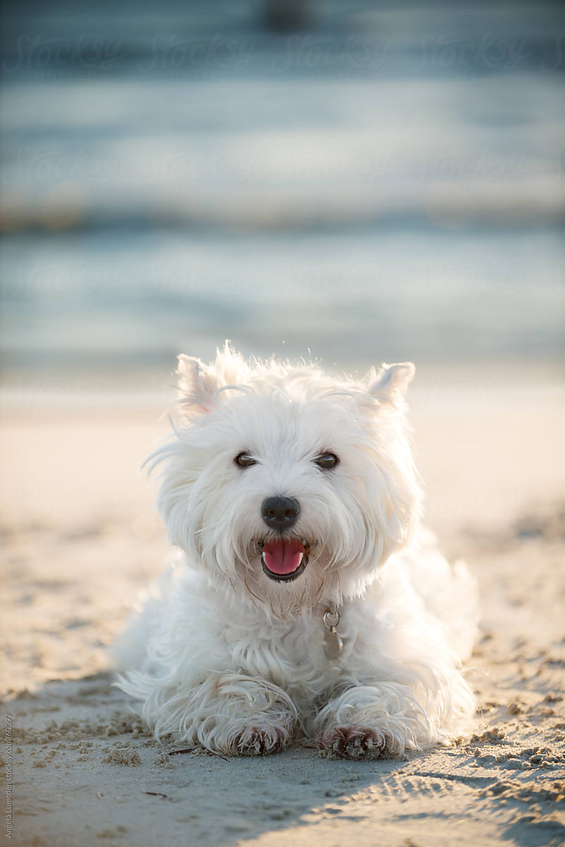 Small white dog smiling at the beach