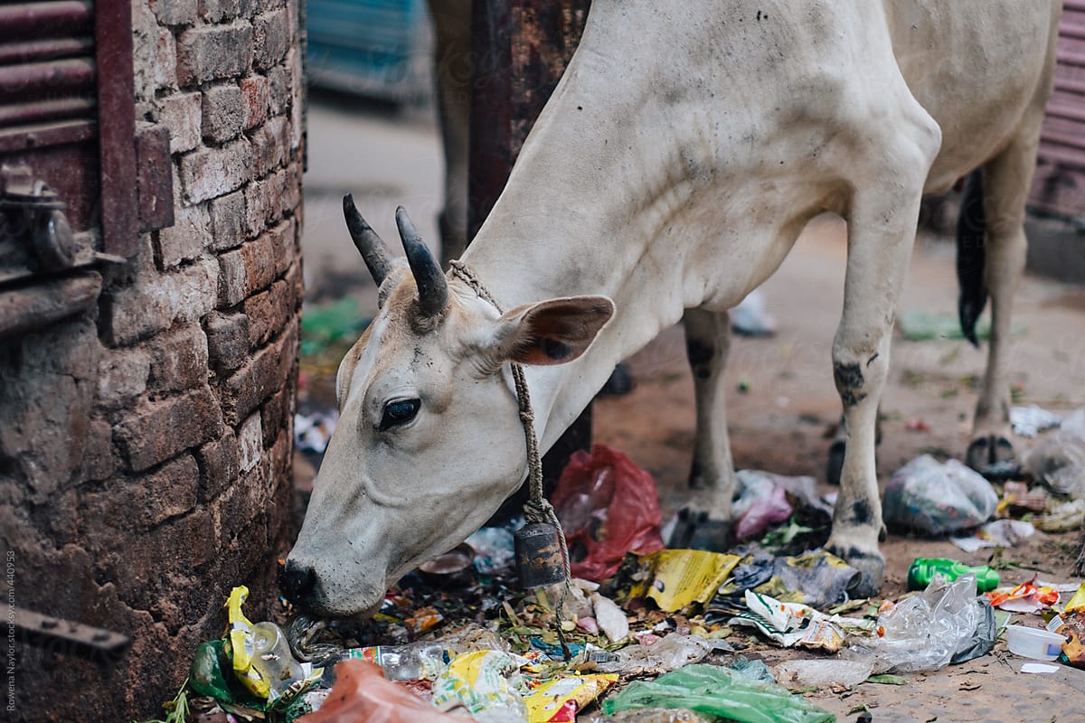 Holy Cow in Varanasi sifting through street trash for food