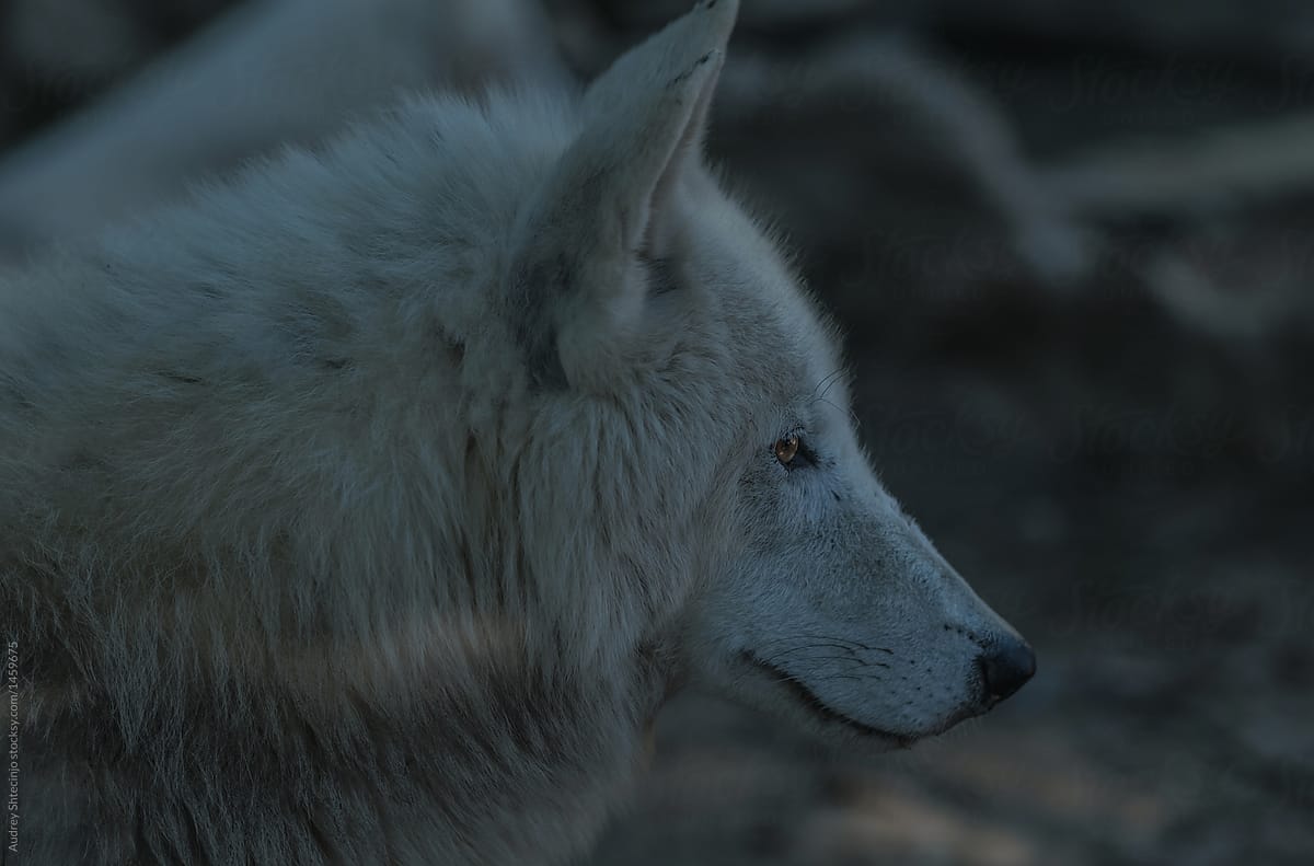 Close up of white/ wolf.