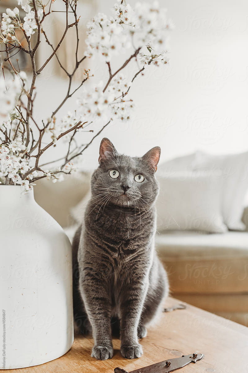 Grey kitty