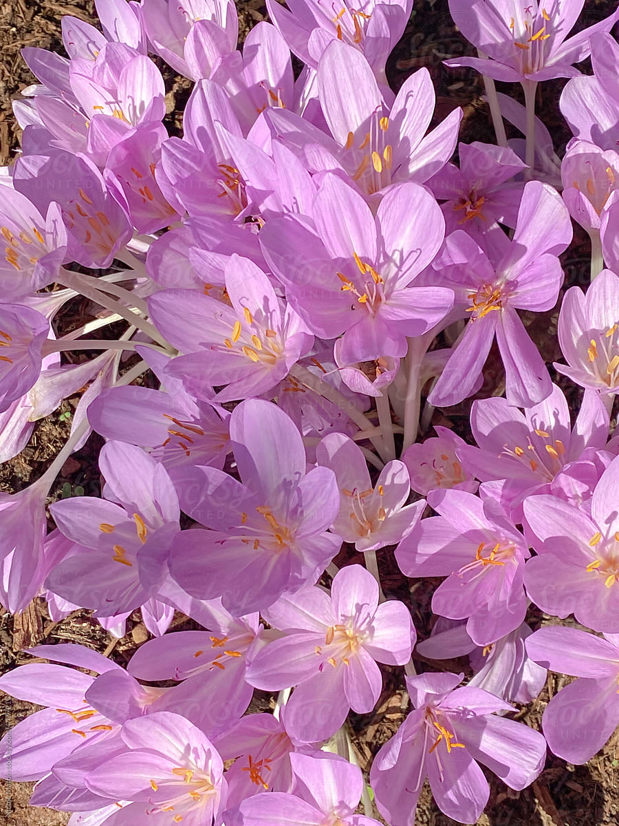purple flowers detail