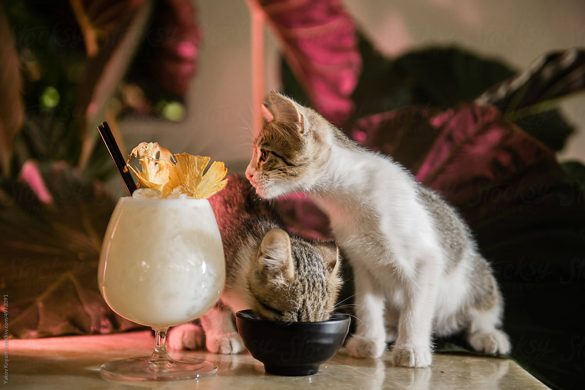 Kittens Enjoying a Tropical Drink Setup