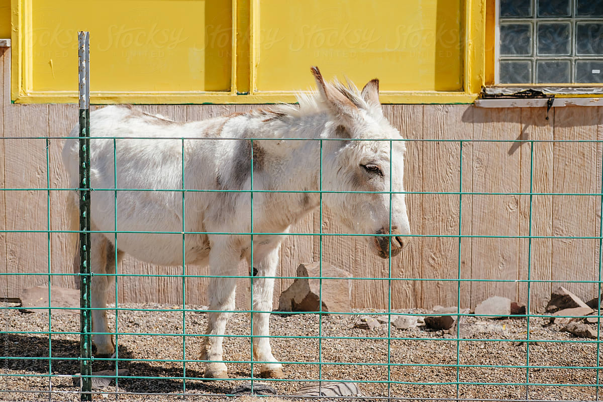 Donkey Fenced In
