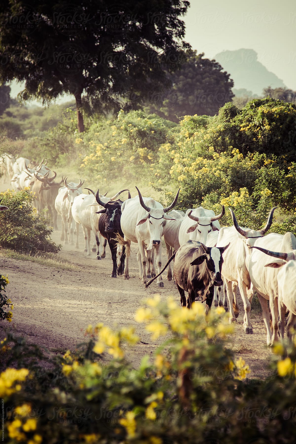 A herd of cows walking towards the camera in the Rajasthani wilderness