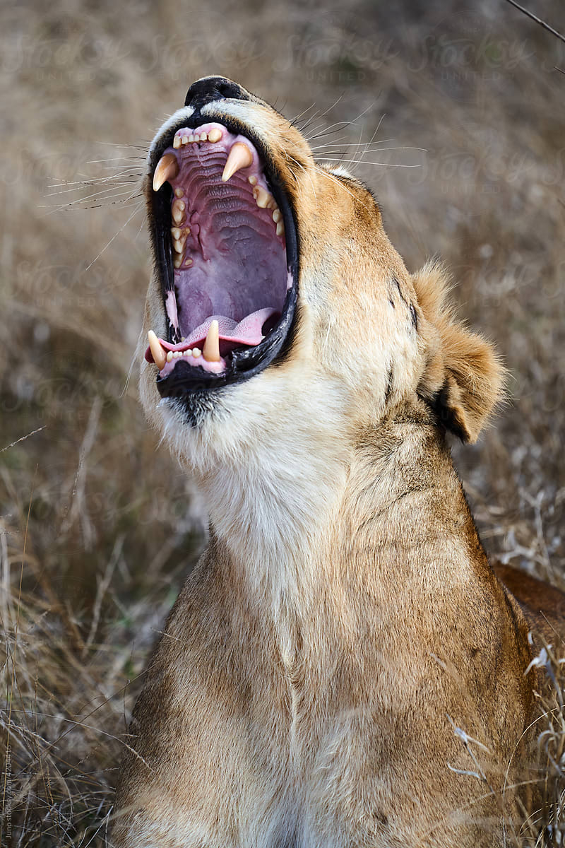 Female African Lion yawning