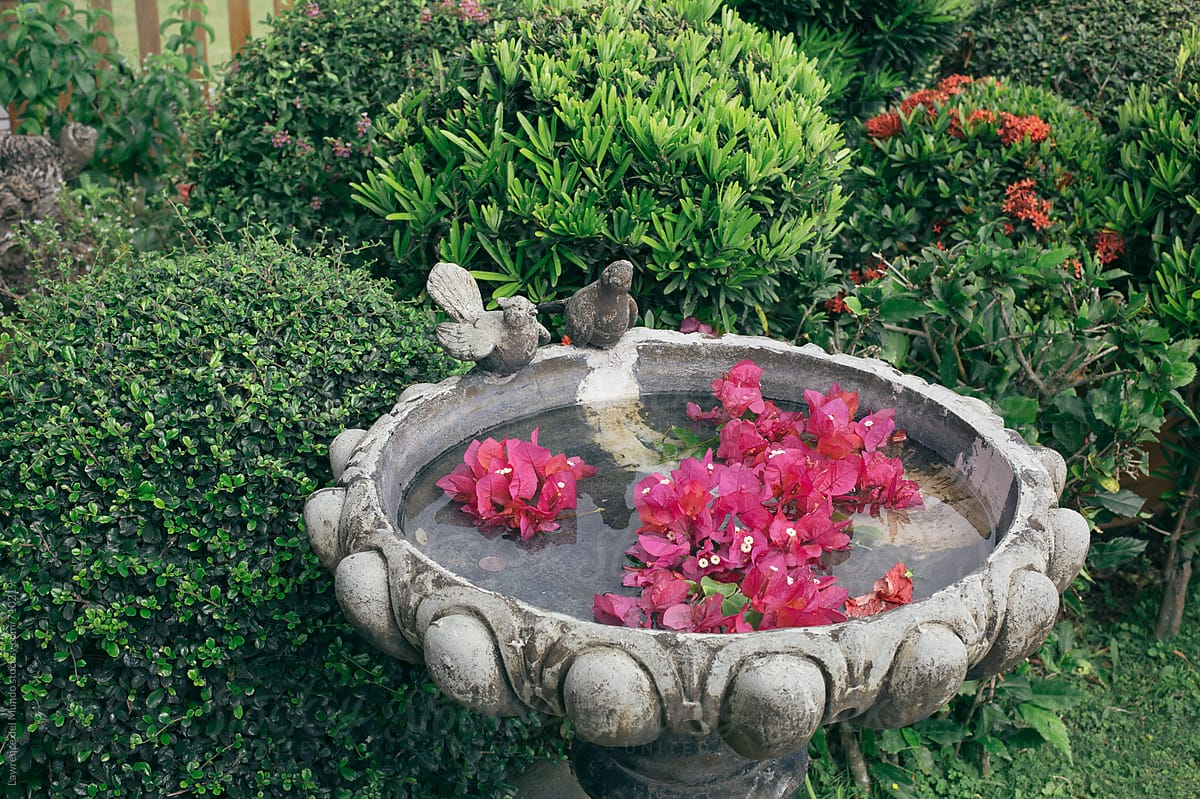 A bird pool with water and flowers