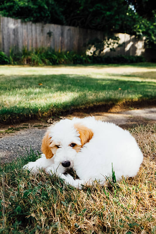 A white and brown golden doodle puppy  sitting in grass outside