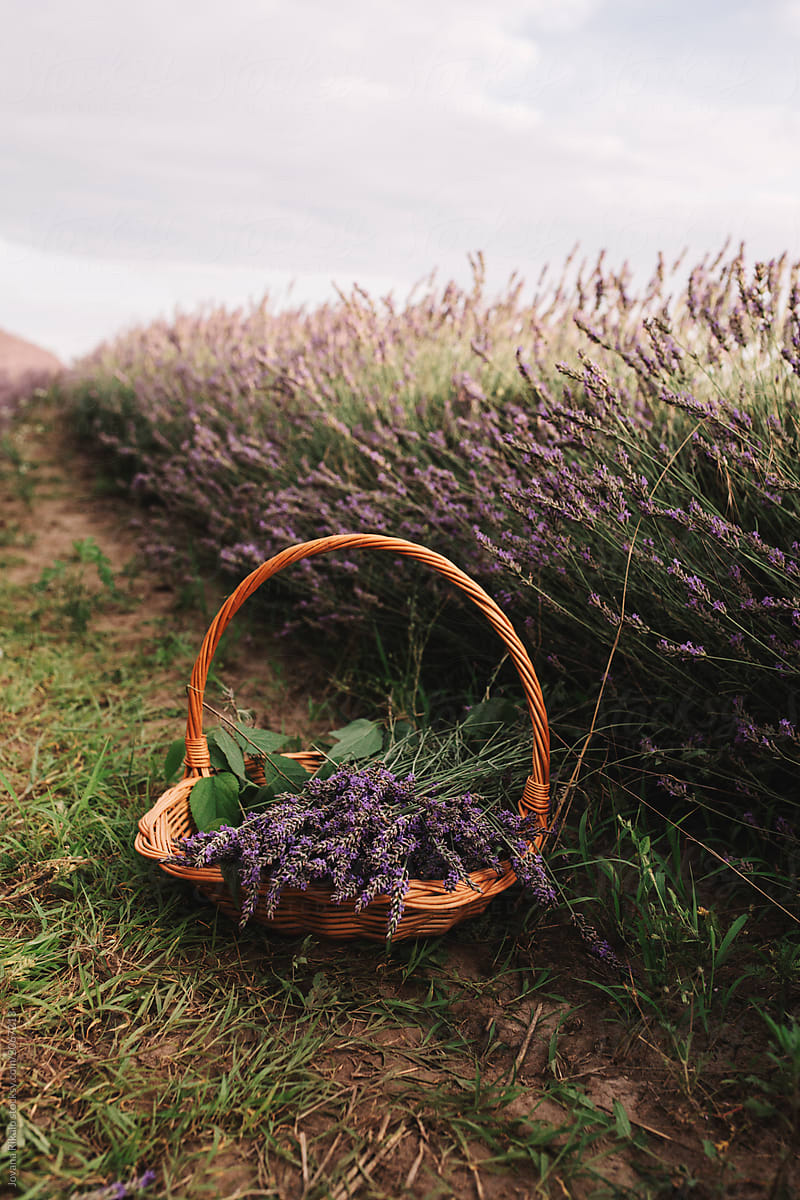 basket of lavender