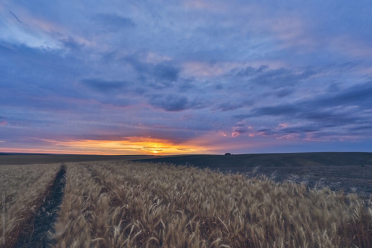 wheat field at sunset,palouse area,usa