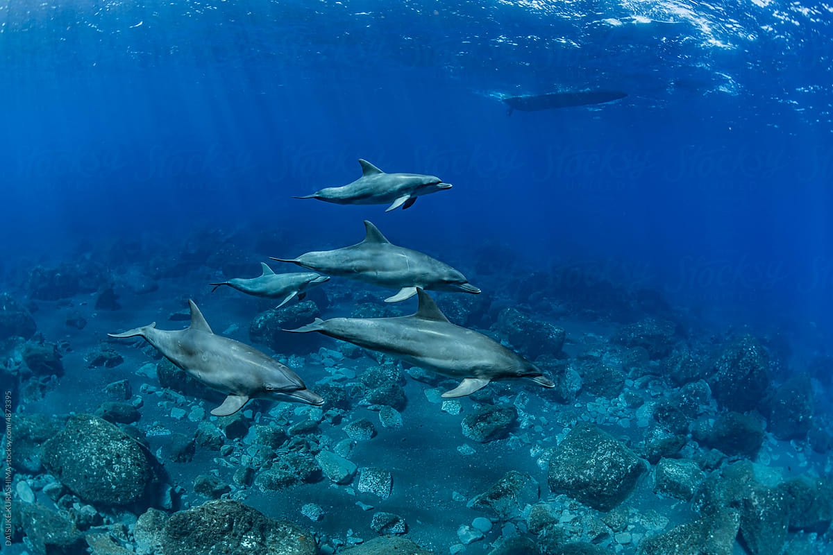 Fleet of Dolphins
