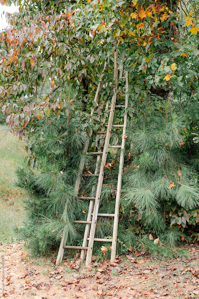 Ladders for apple picking