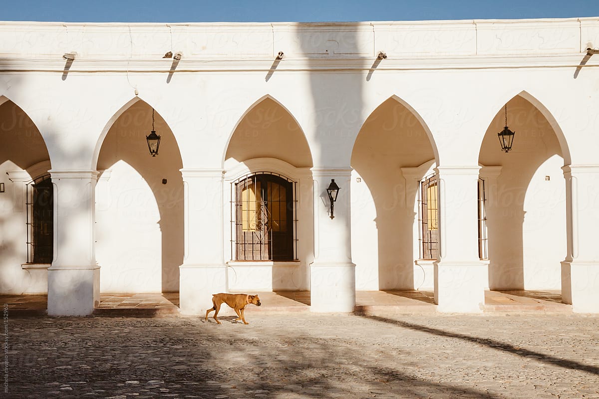 A dog walking near a colonial-style building.
