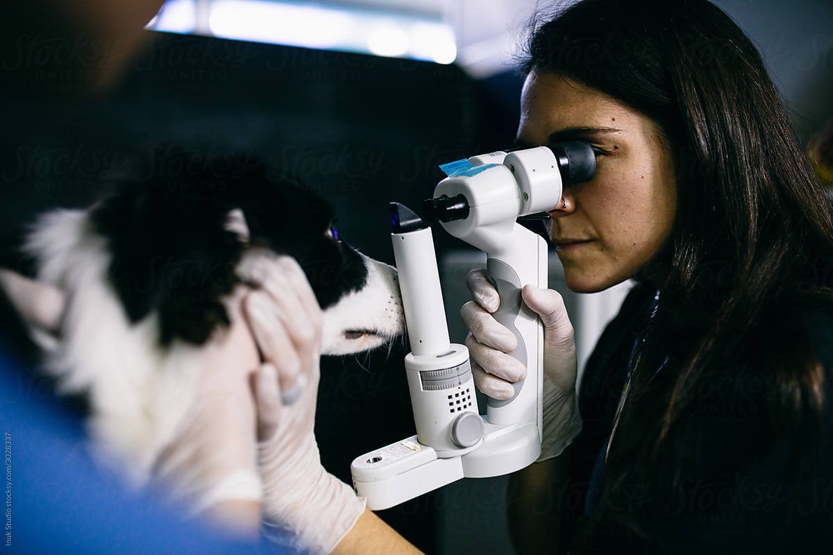 Vet ophthalmologist checking eyes of dog