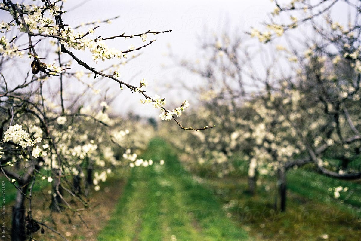 Apple blossom in an organic orchard