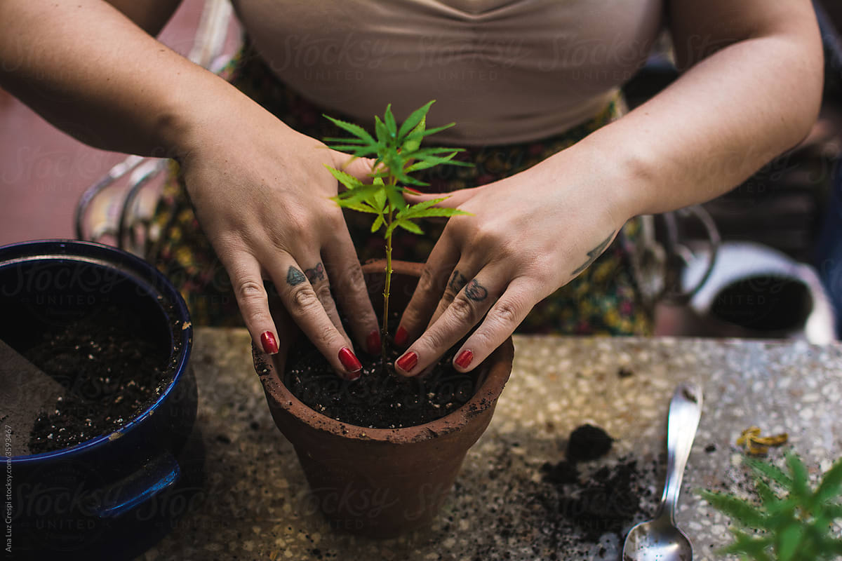Fresh soil pot with cannabis plant