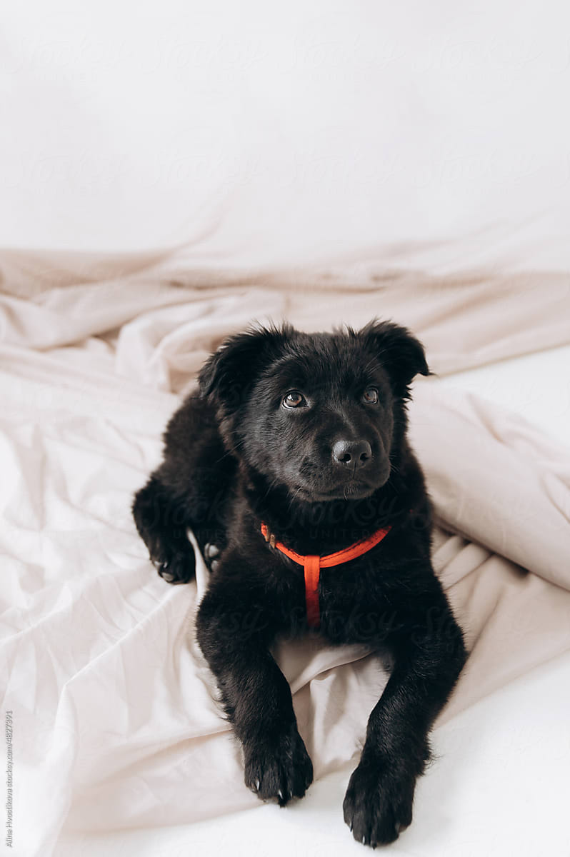 Adorable black puppy with harness