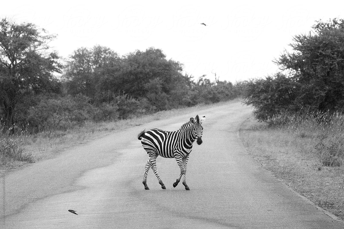 Zebra on the road at Kruger