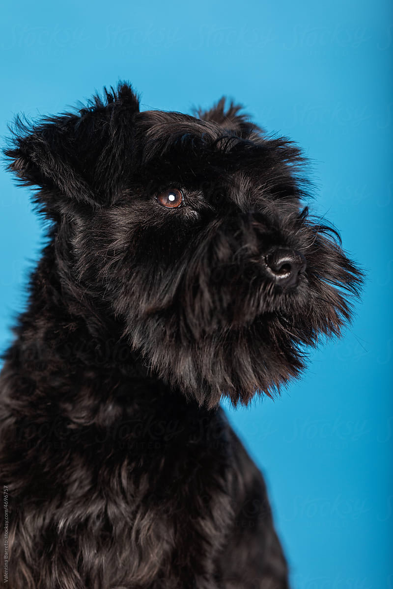 Furry  Schnauzer dog  studio portrait