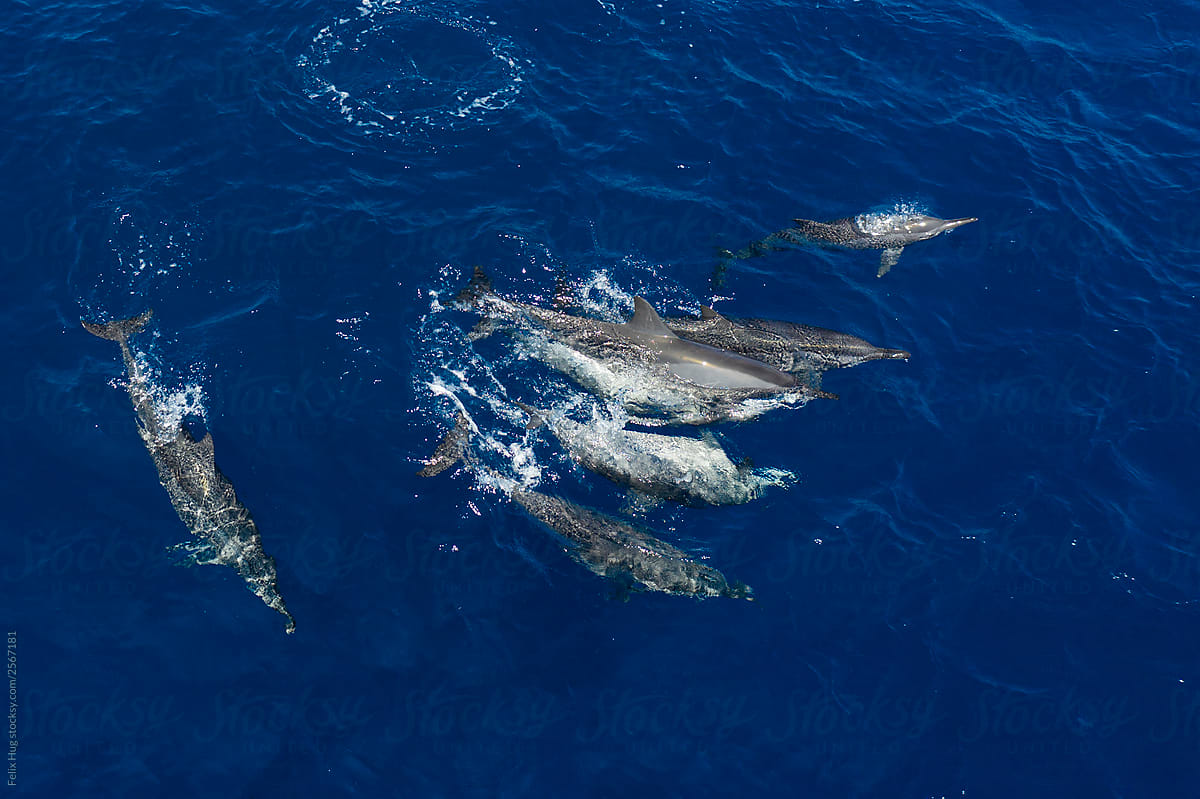 A pot of spinner dolphins at Komodo National Park