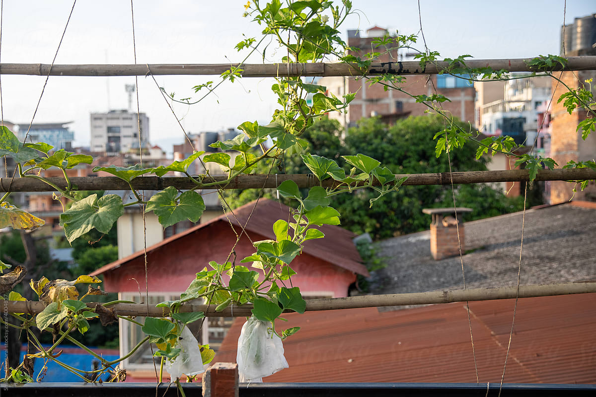 Vines of gourd climbing up on rooftop garden.