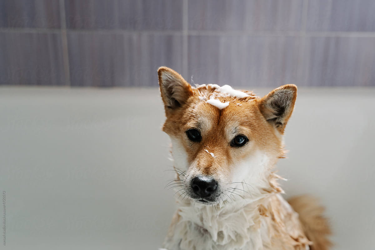 Dog with foam soap while being bathed in the bathtub.