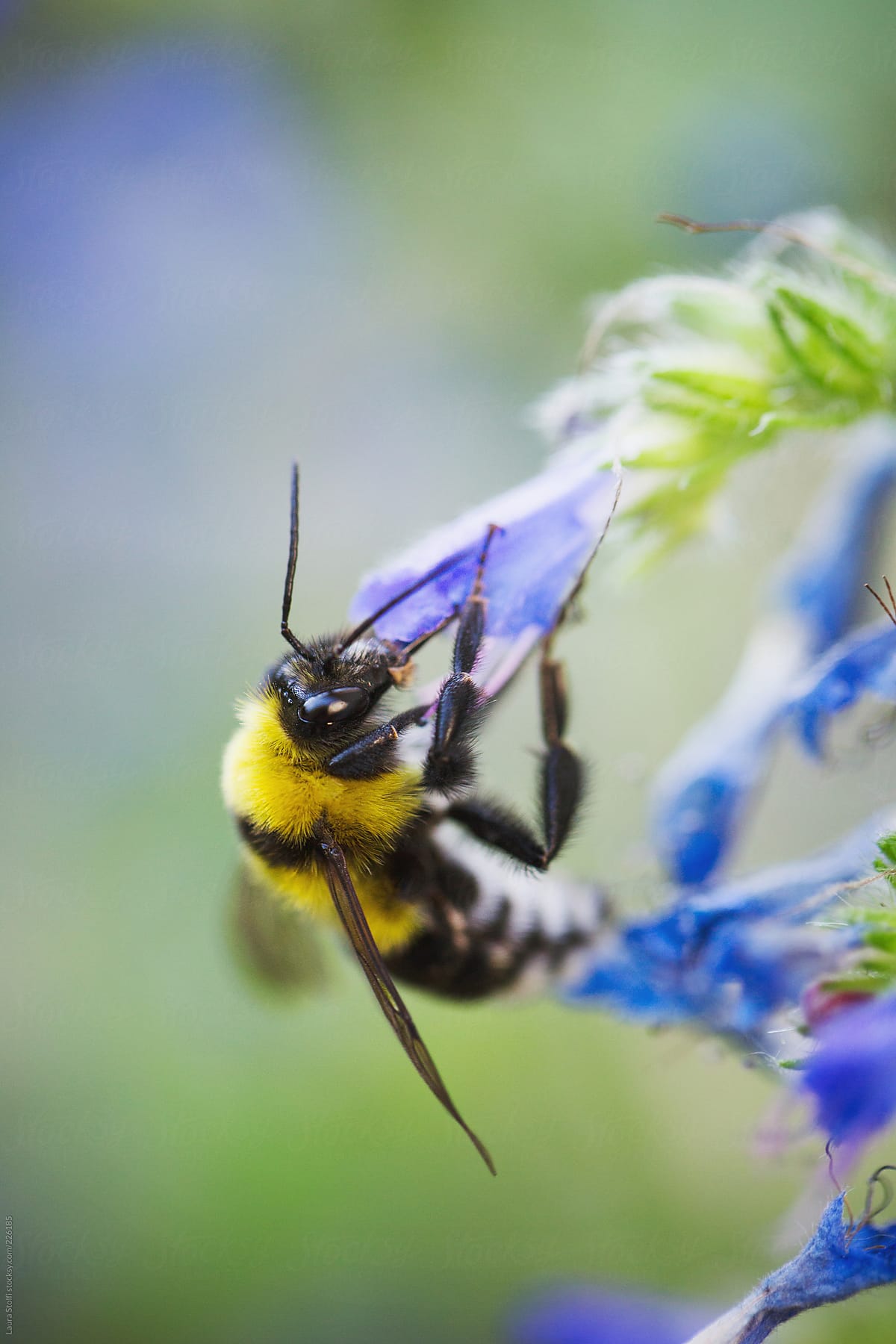 Macro catch of bumble bee with its proboscis inside an Echium flower