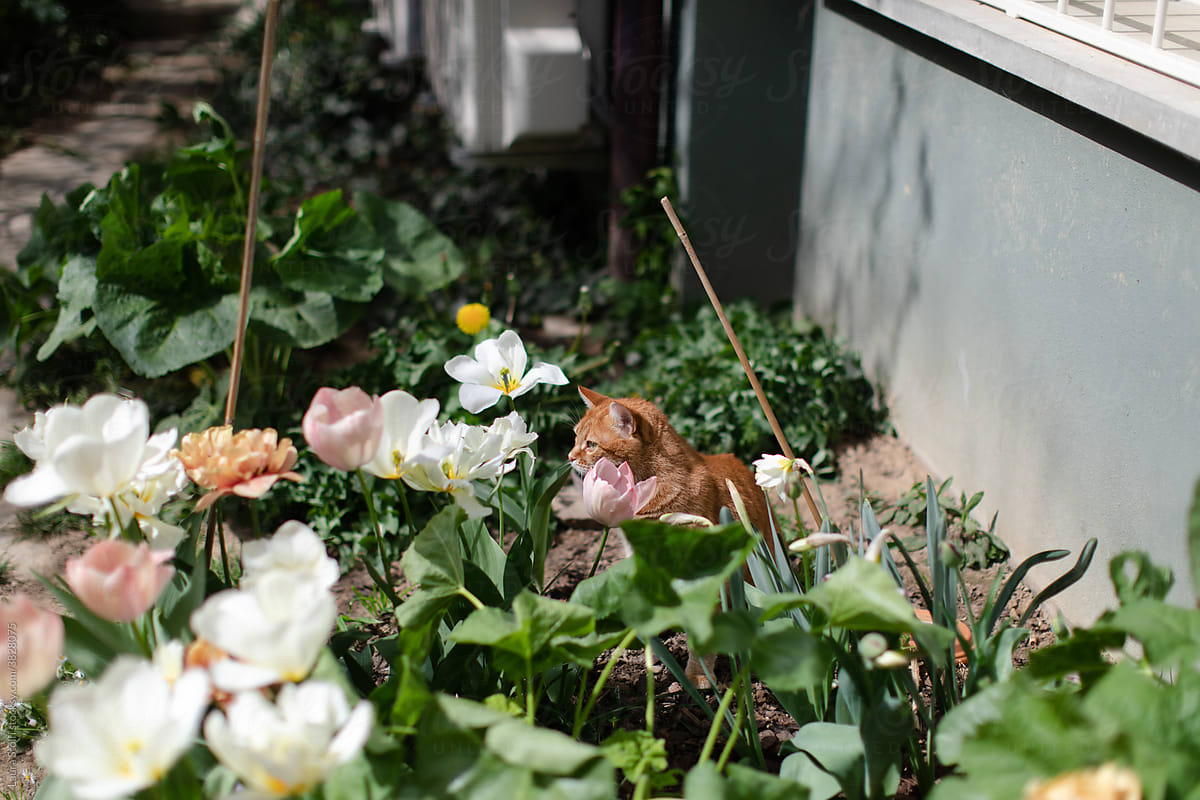 Cat close to flowers