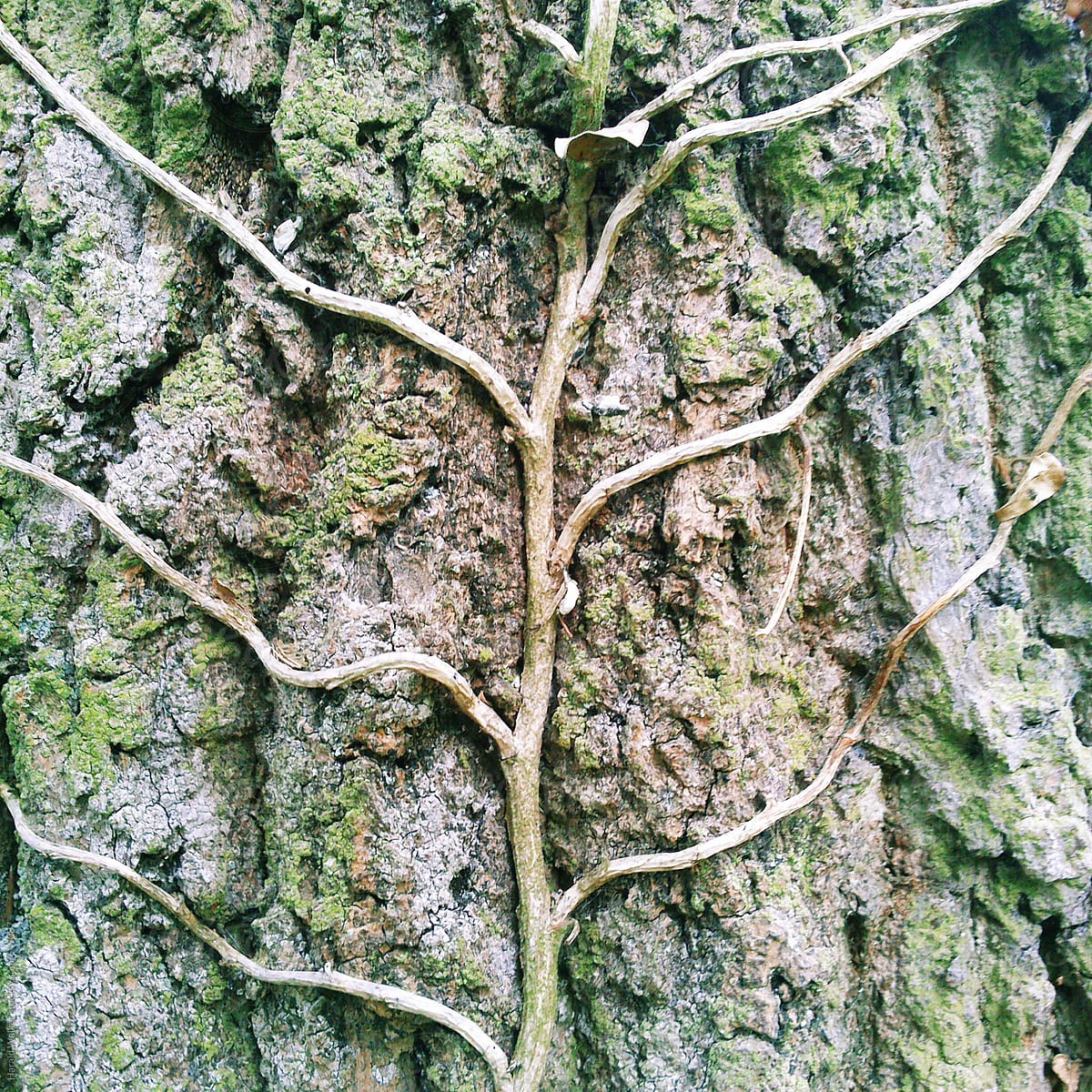 Ivy vines on oak