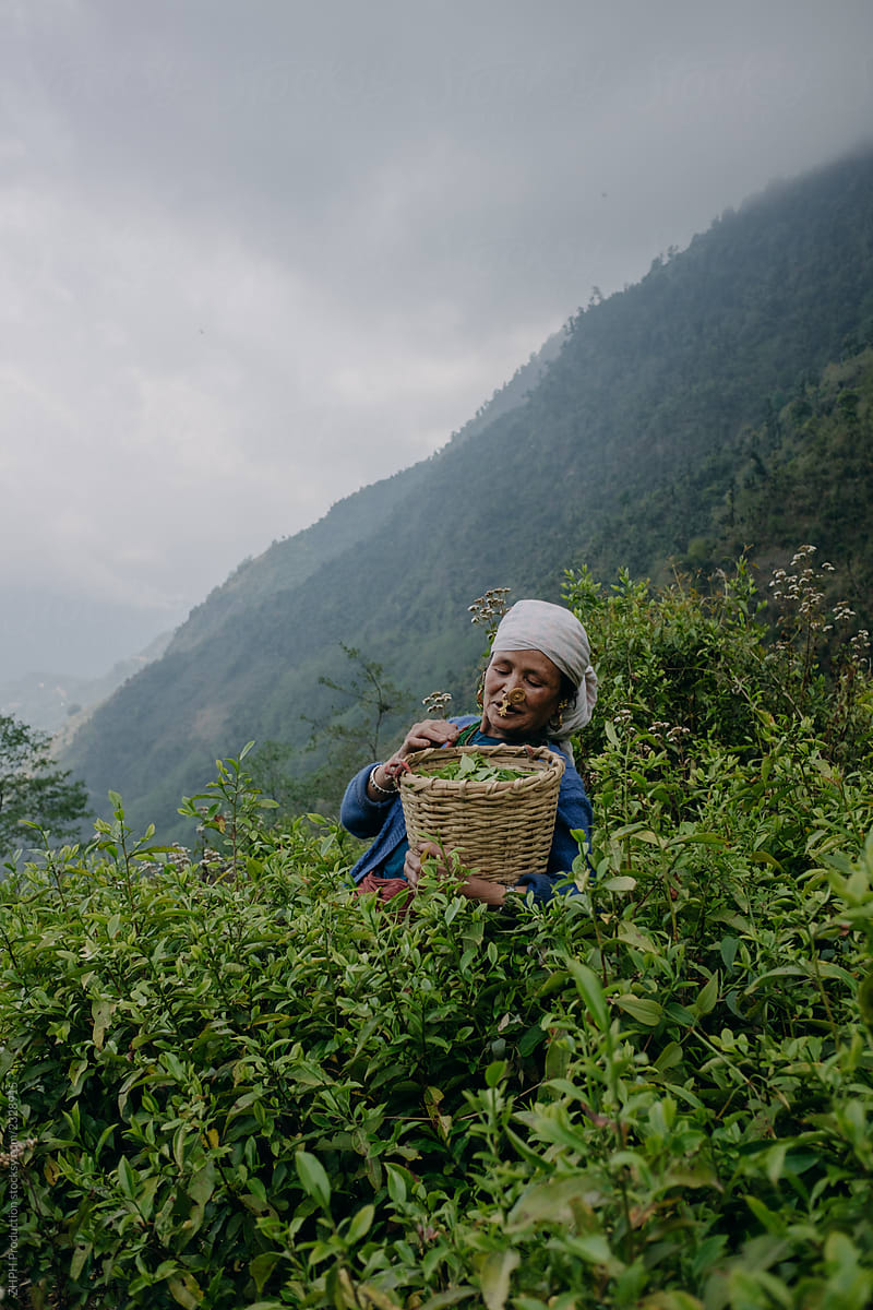 Nepali elderly woman in tea garden