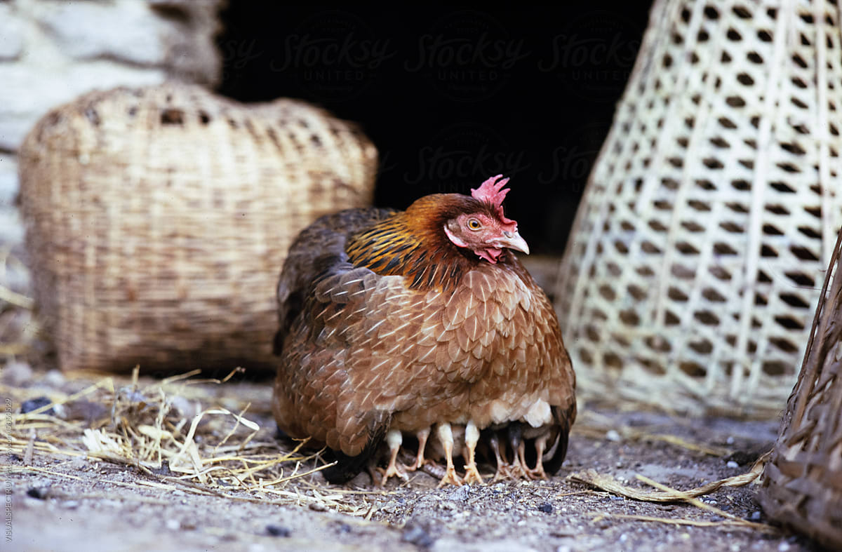 Chicken Mother Protecting Young Chicks