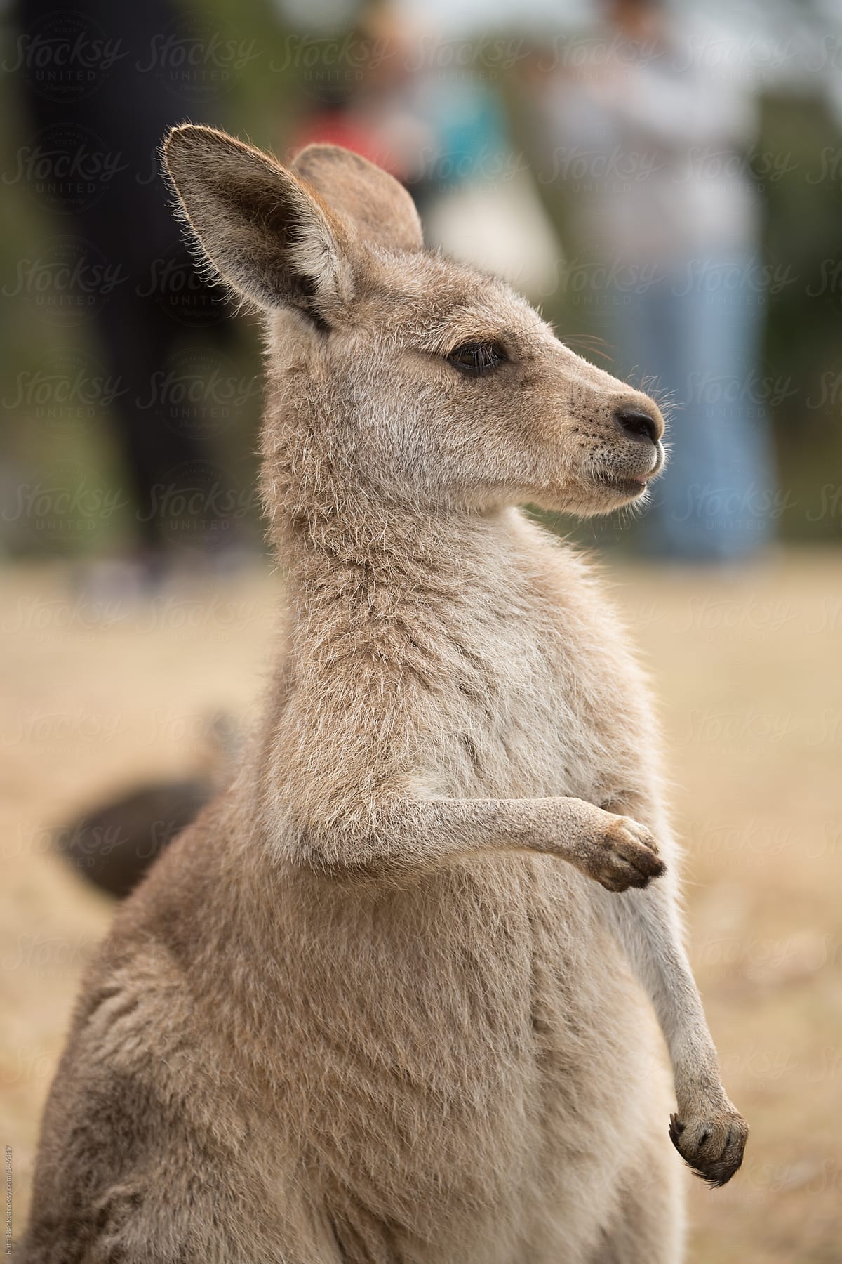 Kangaroo at a petting zoo
