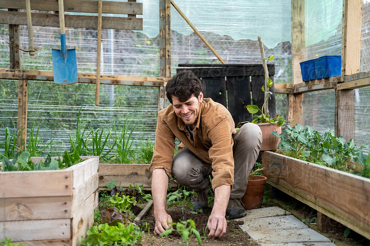 portrait of Young happy man planting vegetable plants in greenhouse