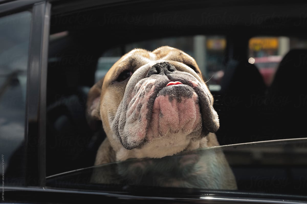 Old English Bulldog Sticks Head Out Car Window