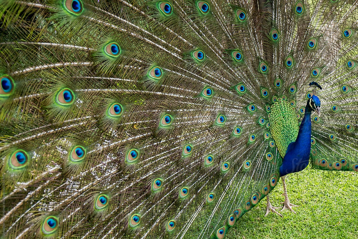 Peacock strutting feathers in full display
