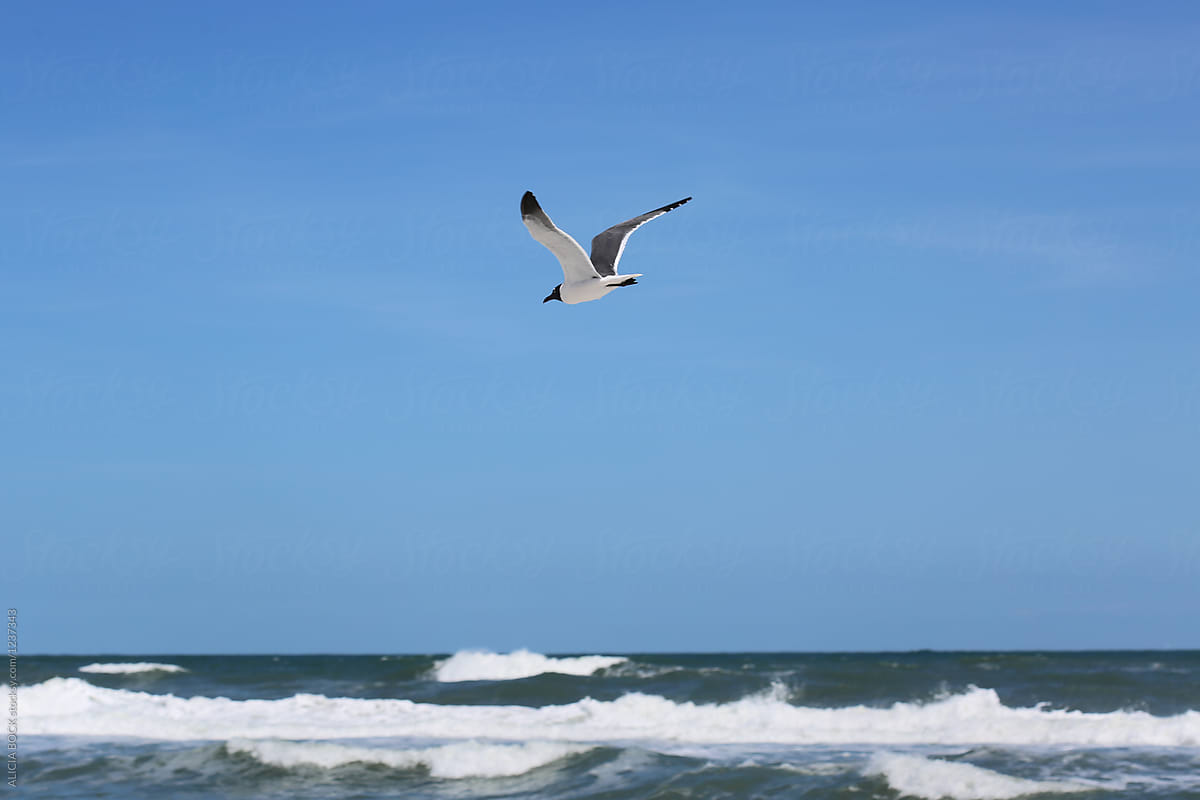 A Sea Bird Flying Over The Atlantic Ocean