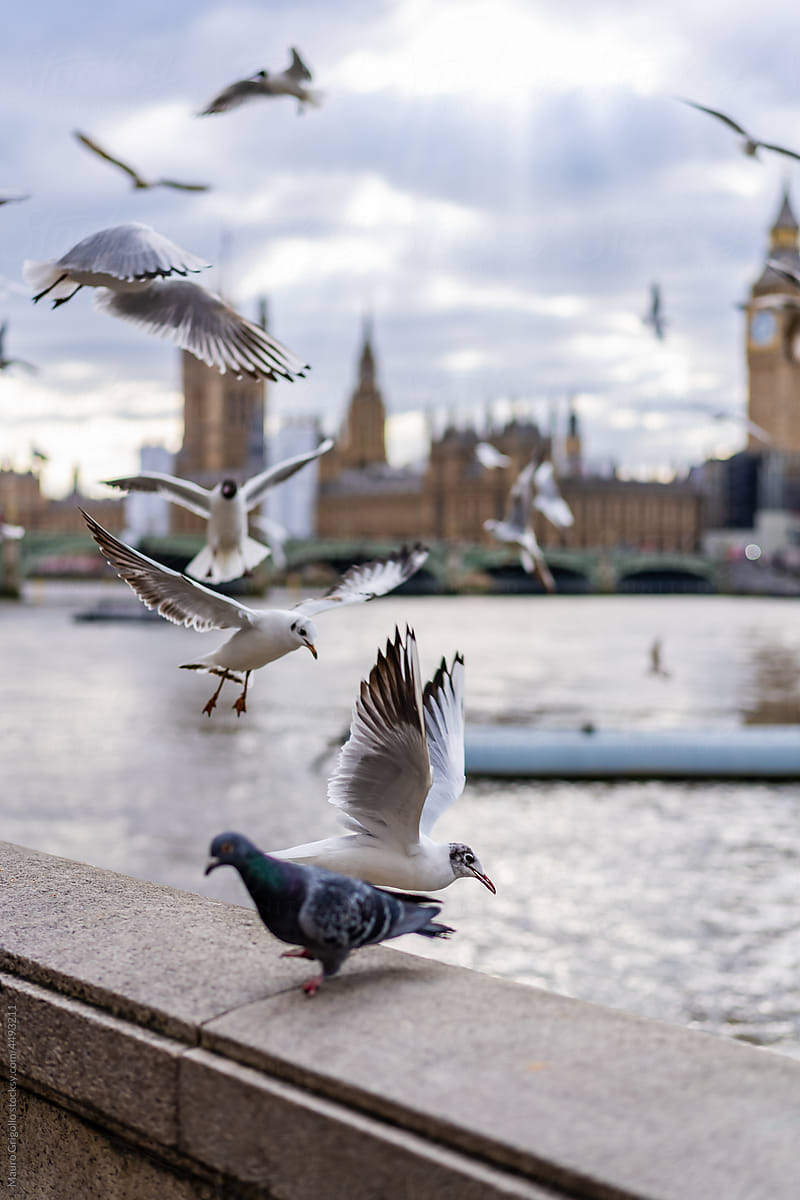 Birds flying along the river in London