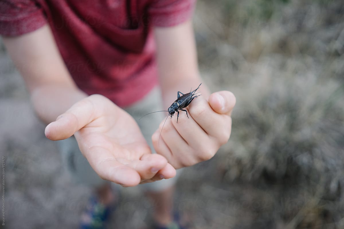 Bug on Boys Hand
