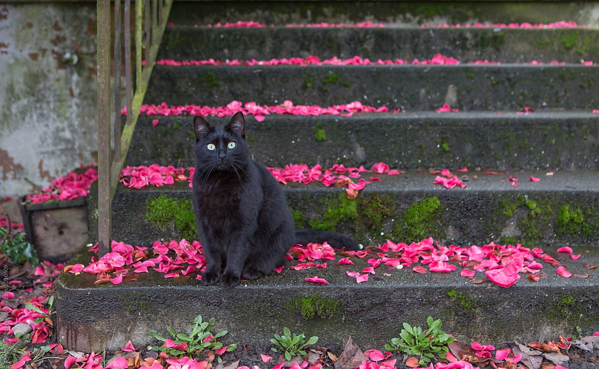Black cat sitting on a flower petal covered concrete staircase looking at straight ahead