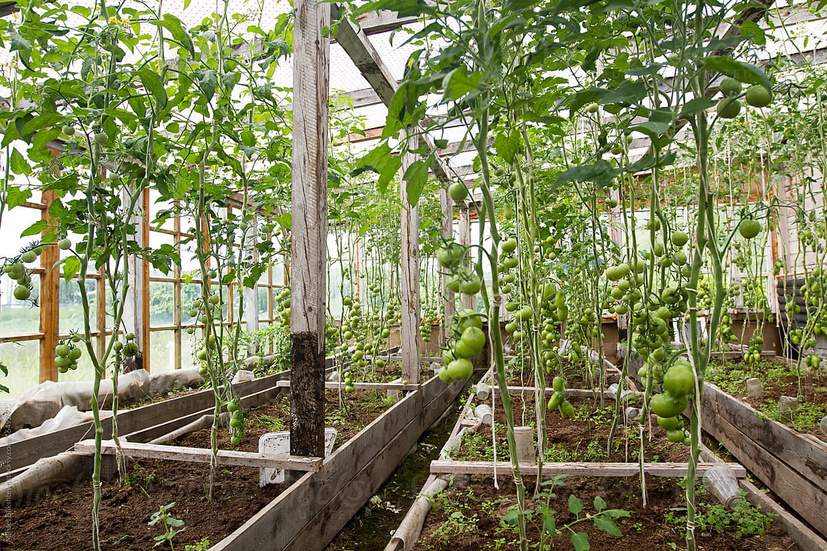 Old wooden greenhouse with green tomatoes on vines