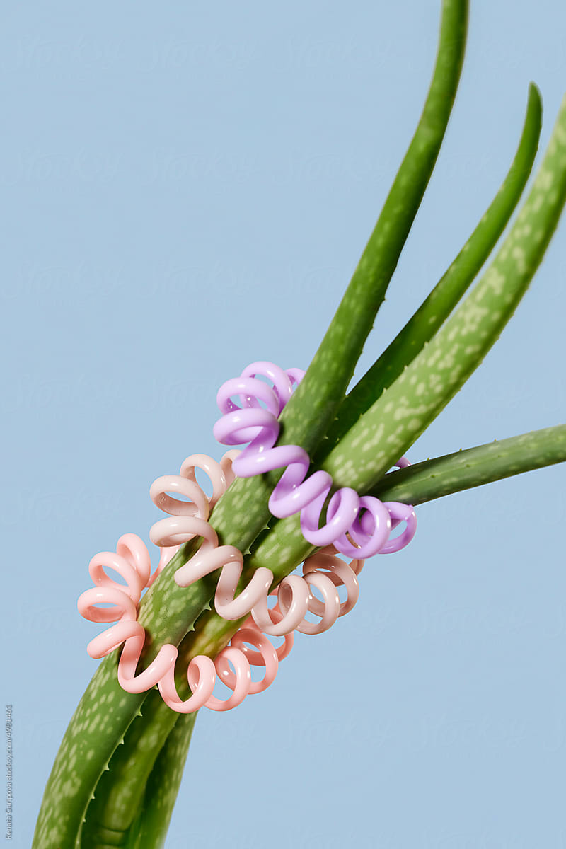 Aloe Plant With Hair Tie