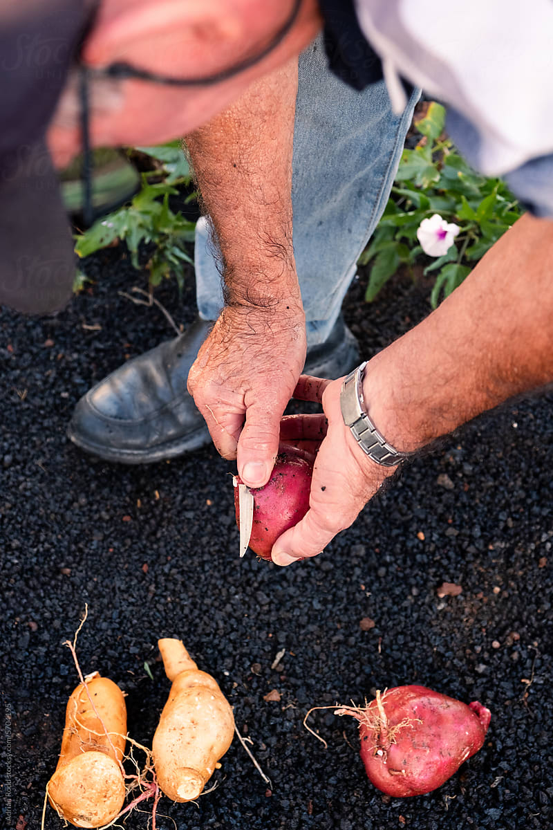 Close-up of a farmer using a knife to peel freshly harvested tubers